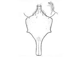  Anthidium atripoides  male, diagram showing ventral view of eighth sternum (S8), diagram from Gonzalez and Griswold 2013
